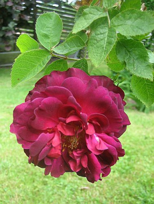 Rose_Chianti_98041.jpg