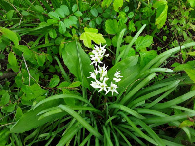 AlliumUrsinum.jpg