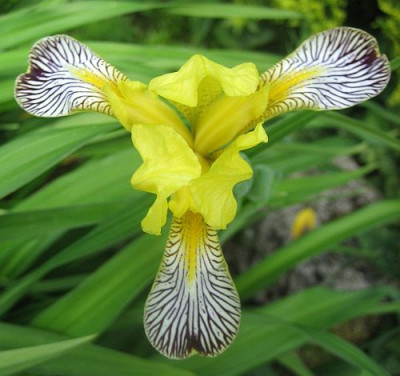 Iris_variegata_97941.jpg