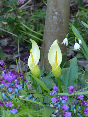 2023-05-02 Arum creticum.jpg