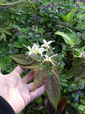 2023-05-02 Epimedium  'Egret' 1.jpg