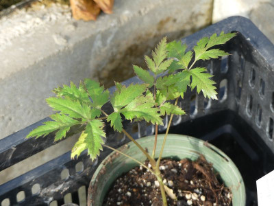 2023-05-02 Melanoselinum decipiens.jpg