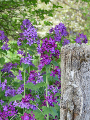 2023-05-02 Lunaria annua 2.jpg