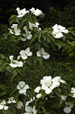 Cornus-Venus-2008-05-31a.jpg