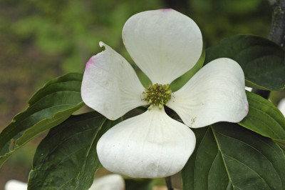 Cornus-Venus-2008-05-31b.jpg