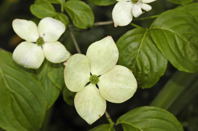 Cornus-kousa-Satomii-2008-0.jpg