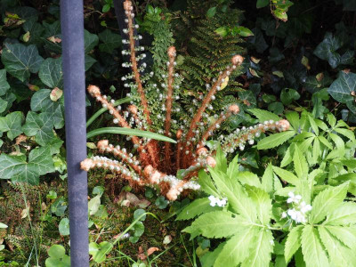 Polystichum setiferum Baldwinii P5020078.JPG