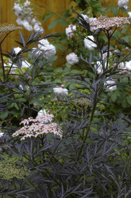 Sambucus-nigra-Black-Lace-2.jpg