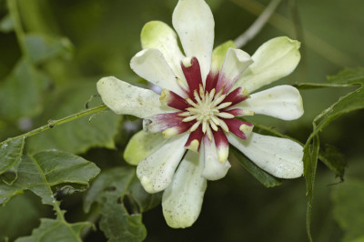 Calycanthus-Venus-2008-05-3.jpg