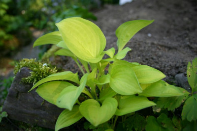 Hosta_Emerald_Scepter.jpg