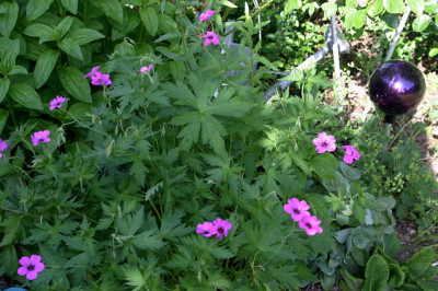 Geranium1308.jpg