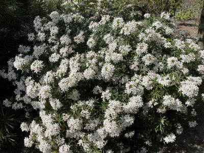 Choisy White Dazzler Mai 2023.jpg