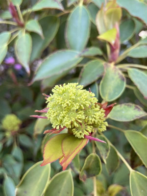 Trochodendron aralioides Mai 2023.jpg