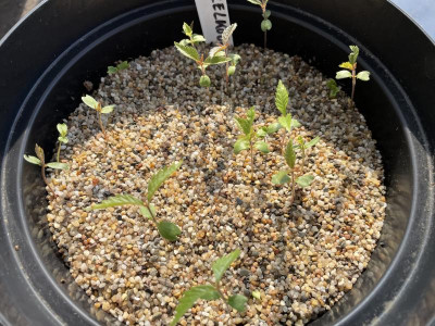 Zelkova serrata Germination April 2023.jpg