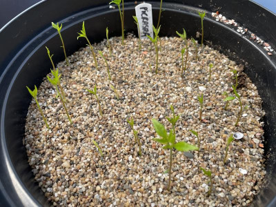 Picrasma quassioides Germination April 2023.jpg