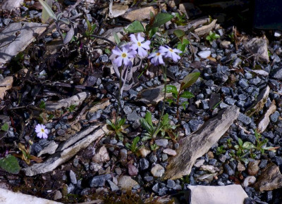 Primula mistassinica Mai 23.jpg