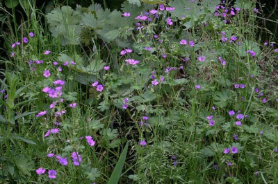 Geranium1008.jpg