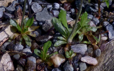 Primula mistassinica Blattschaeden.jpg