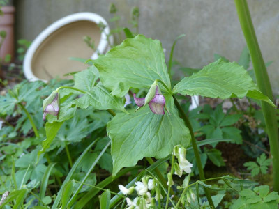2023-05-03 Trillium erectum.jpg