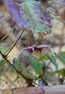 2023-05-03 Epimedium acuminatum DJHC 734 2.jpg