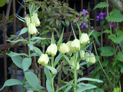 2023-05-03 Fritillaria pallidiflora.jpg