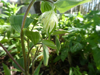 Prosartes maculata 230503 k1.jpg