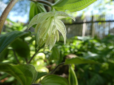 Prosartes maculata 230503 k2.jpg