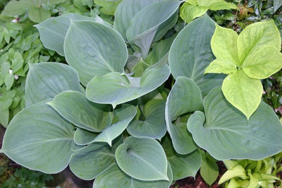 Hosta_Slick_Willie.jpg