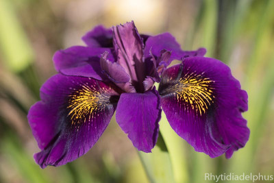 Iris_Dark_Emperor_8781b.jpg