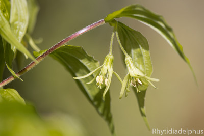 Prosartes_lanuginosa_8708_800_sRGB.jpg