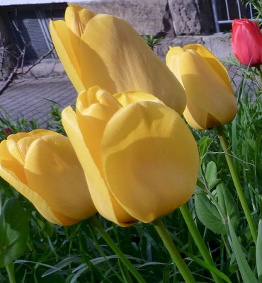 gelb roter Rand links.jpg