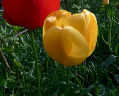 Gelb mit leicht rot.jpg