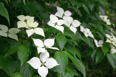 Cornus_kousa_var_.chinensis_5.JPG