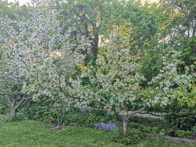 Apfel Vollblüte.jpeg