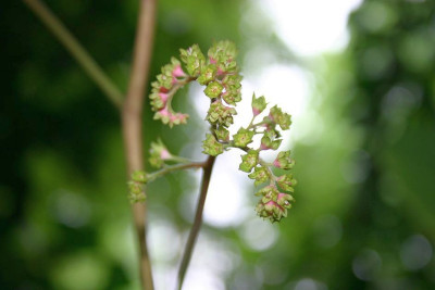 Rodgersia_Rosenzipfel.JPG