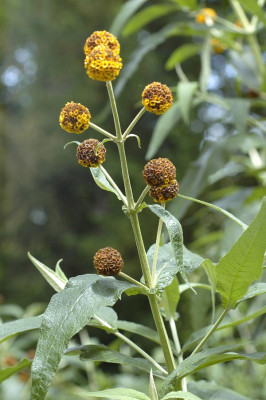 Buddleja-globosa-2008-05-31b.jpg