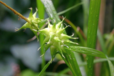 Carex_grayi.JPG