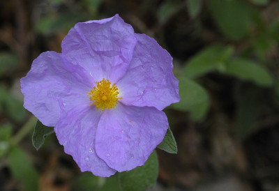 Cistus-albidus-2008-05-31.jpg