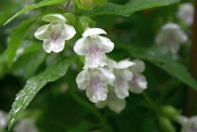 Melittis_melissophyllum.JPG