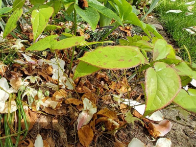 Epimedium Sämling koreanum.jpg
