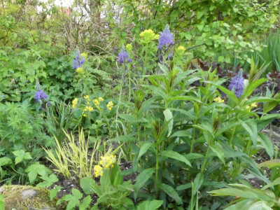 Camassia coerulea.JPG