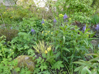 Dicentra Brunnera.JPG