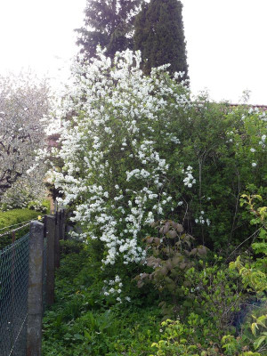 2023-05-04 Exochorda macrantha 'The Bride'.jpg