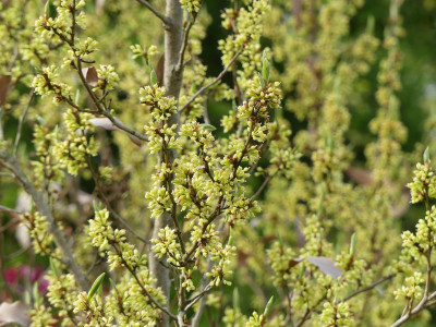 2023-05-04 Lindera angustifolia.jpg