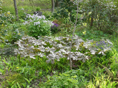 2023-05-04 Podophyllum peltatum 1.jpg