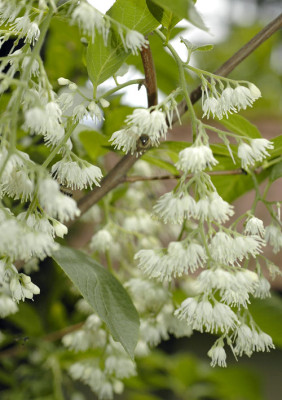 Pterostyrax-hispida-2008-05-31a.jpg