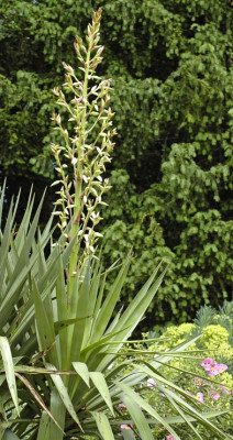 Yucca-recurvifolia-2008-05-31.jpg