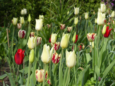 2023-05-04 Tulpen 1.jpg