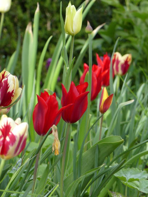 2023-05-04 Tulpen 2.jpg