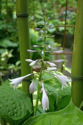 Hosta_Jade_Cascade.JPG